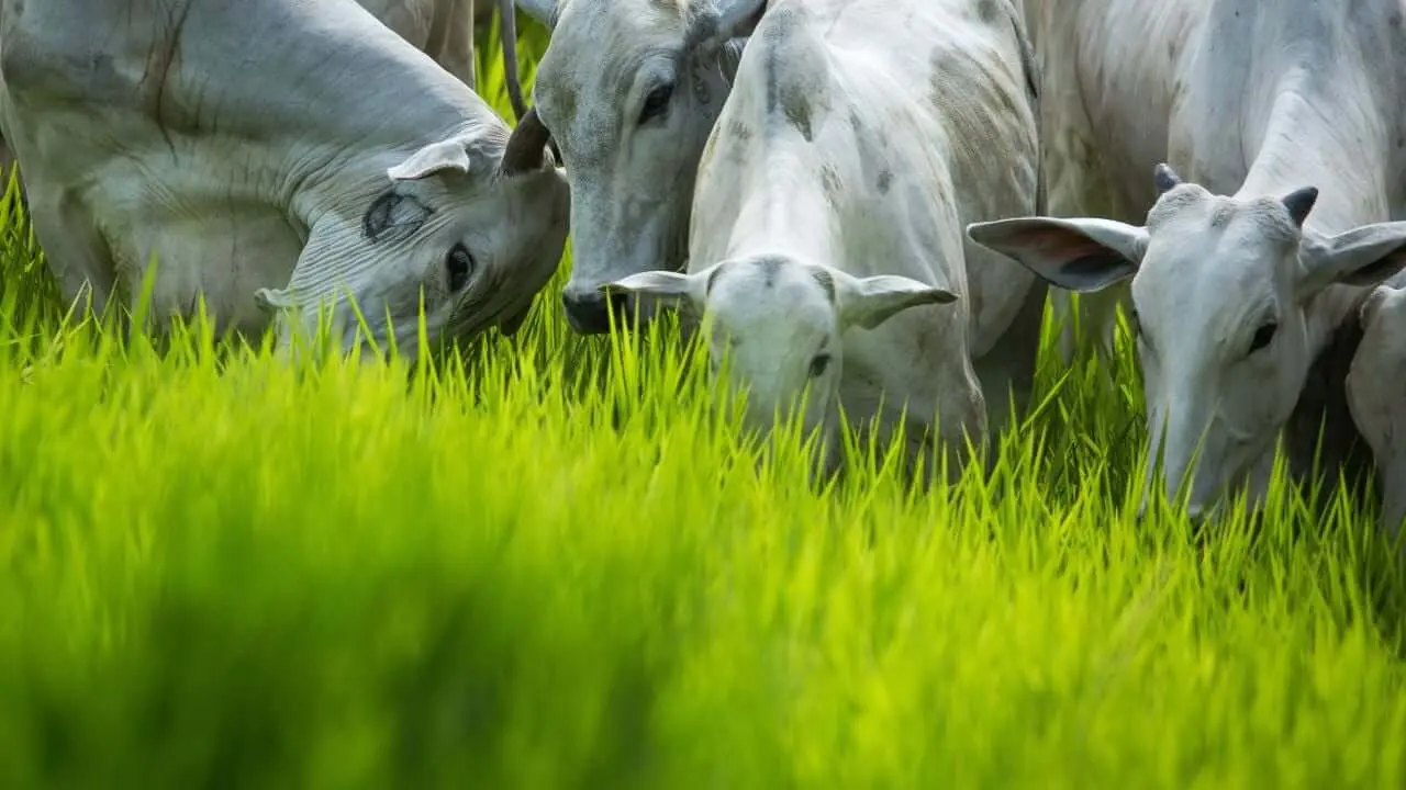 Soesp Forage Seeds